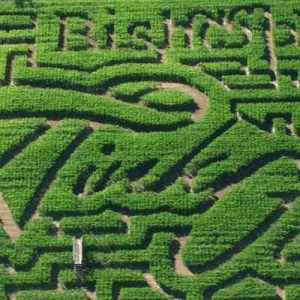 Corn maze at the Bishop's Pumpkin Patch in Wheatland, CA
