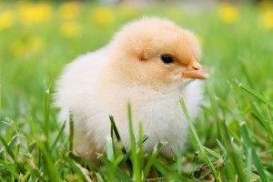 chicks-349035_640