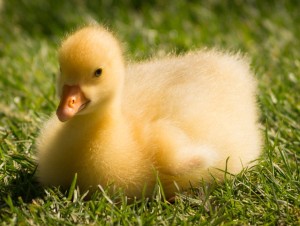 gosling-810541_640