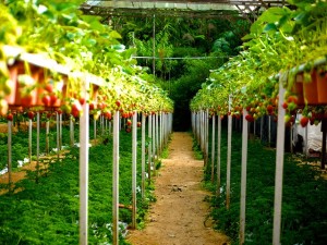 strawberry-260688_640